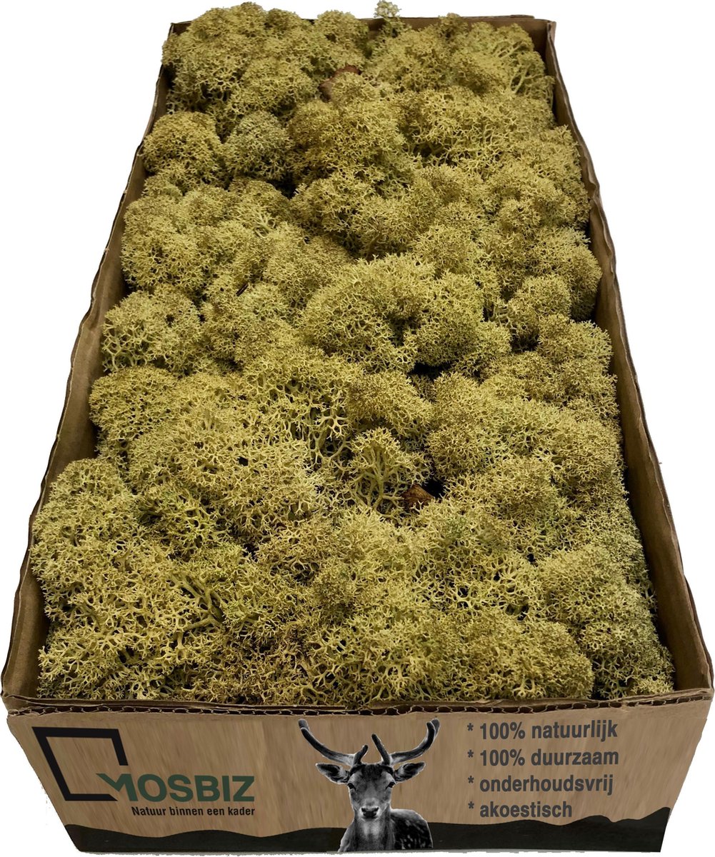 MosBiz Rendiermos Kiwi per 500 gram voor decoraties