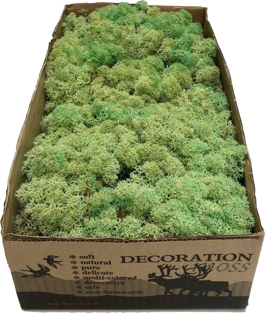 MosBiz Rendiermos mint groen per 500 gram voor decoraties