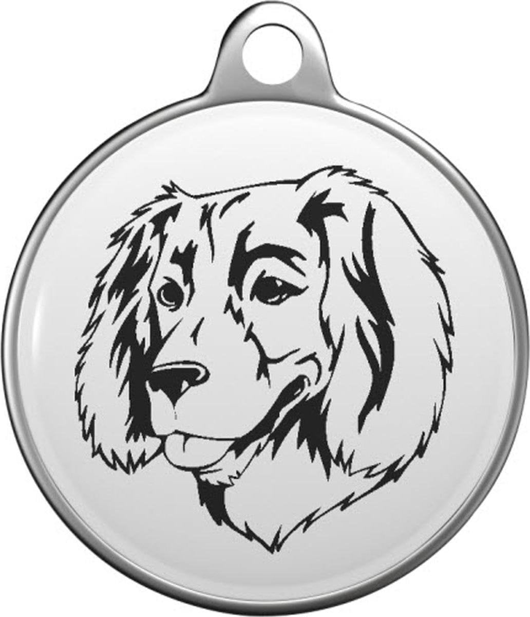 Boykin Spaniel Tommy Tag B046