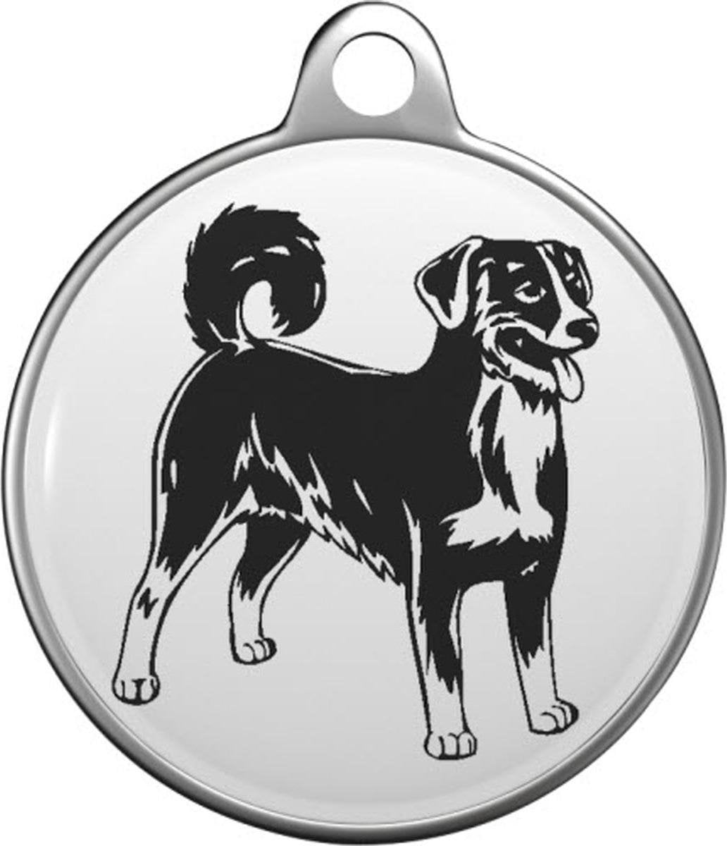 Appenzeller Sennenhund  Tommy Tag A023