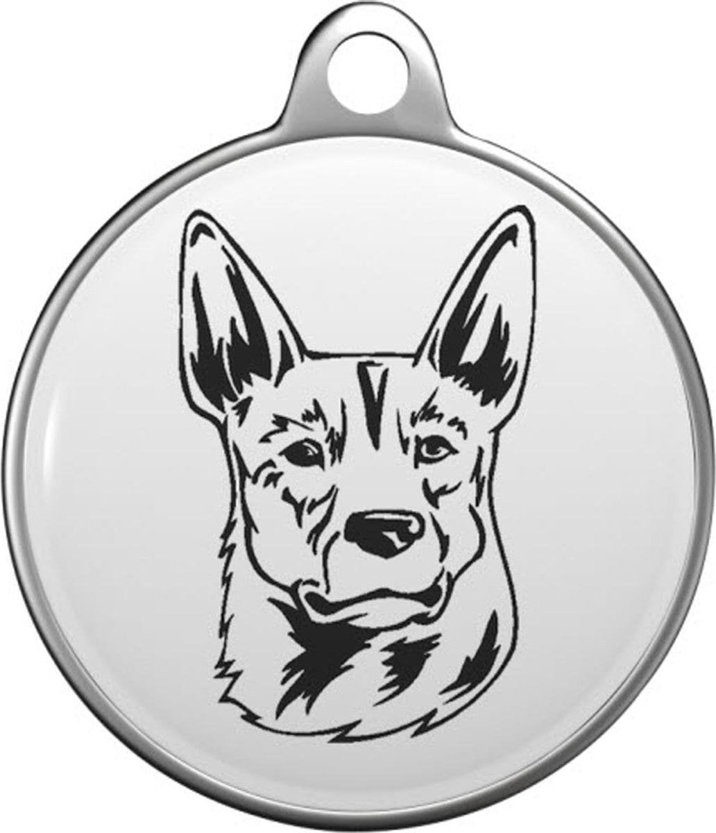 Australian stumpy tail cattle dog Tommy Tag A033
