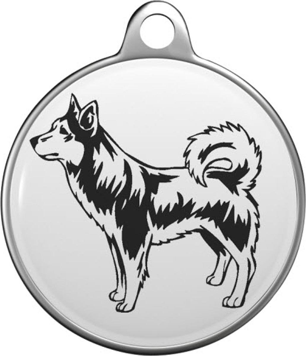 Alaskan Klee Kai Tommy Tag A009