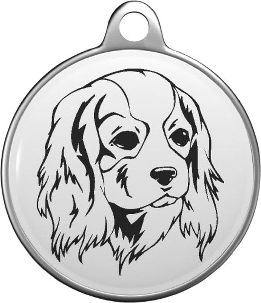 Cavalier King Charles Spaniel Tommy Tag C013