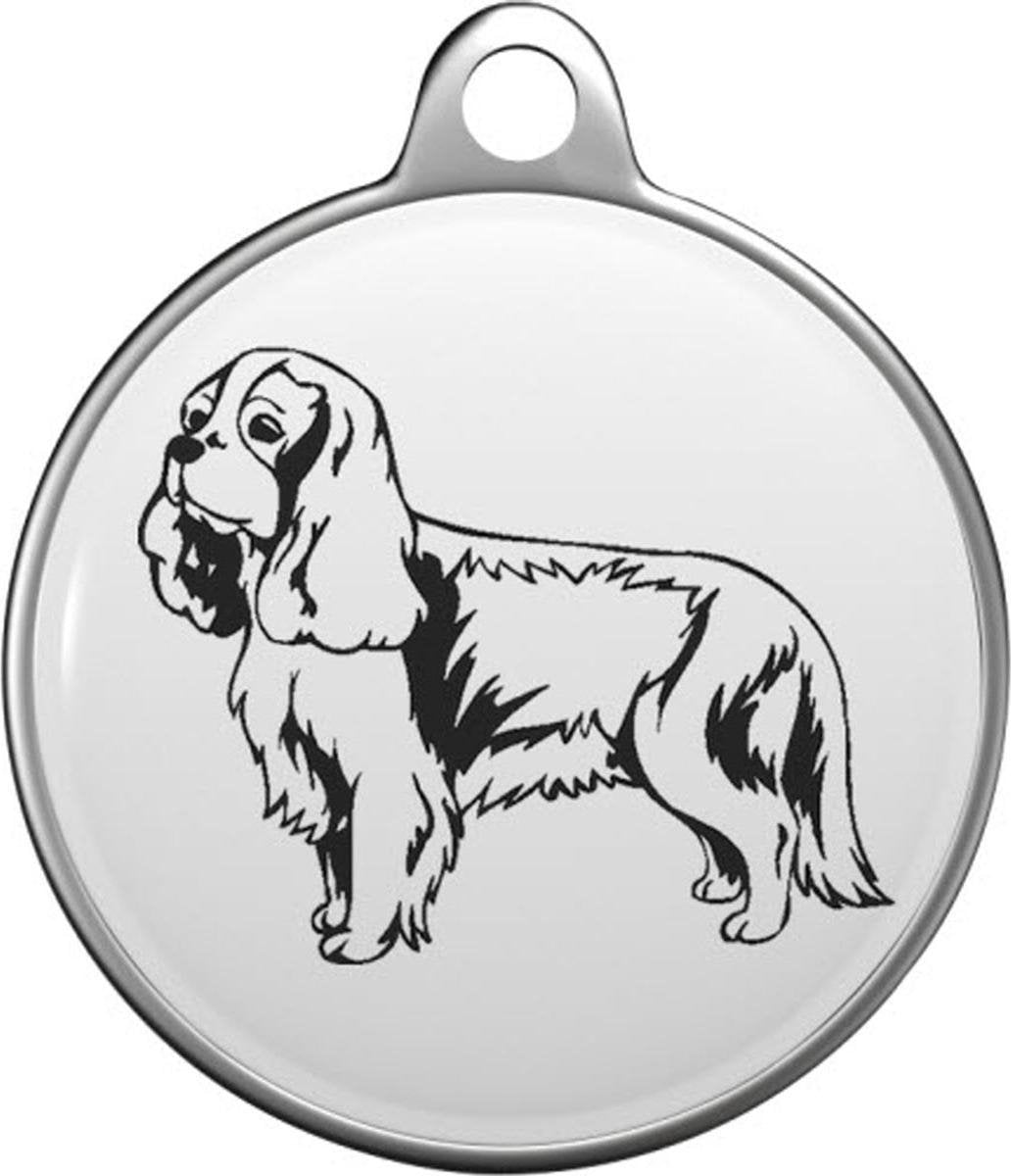 Cavalier King Charles-spaniël Tommy Tag K010