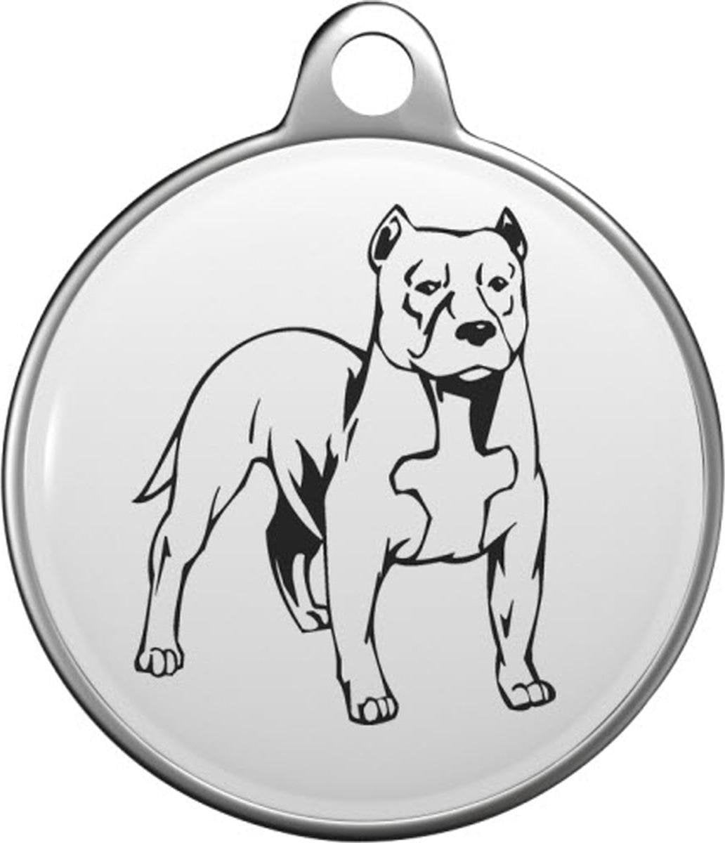 Staffordshire-Bullterriër Tommy Tag S046