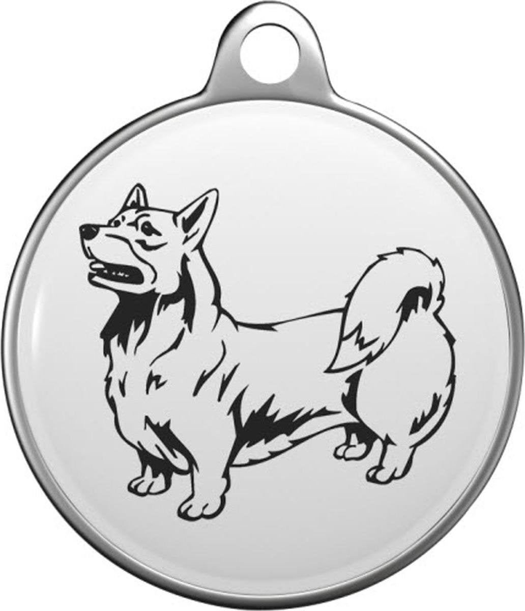 Welsh Corgi