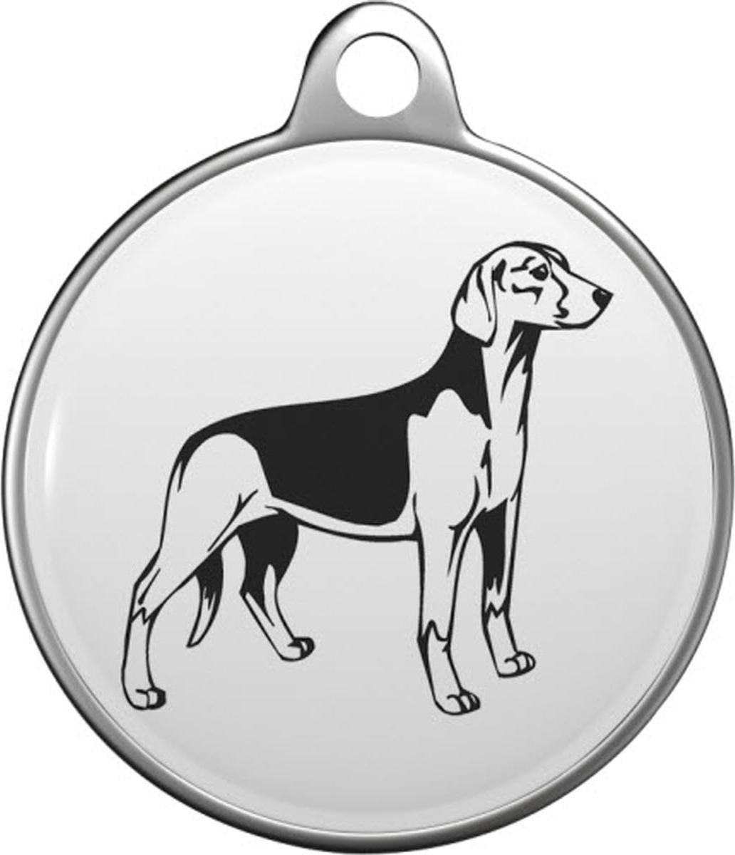 Srpski trobojni gonic - Servische hond driekleur Tommy Tag S021