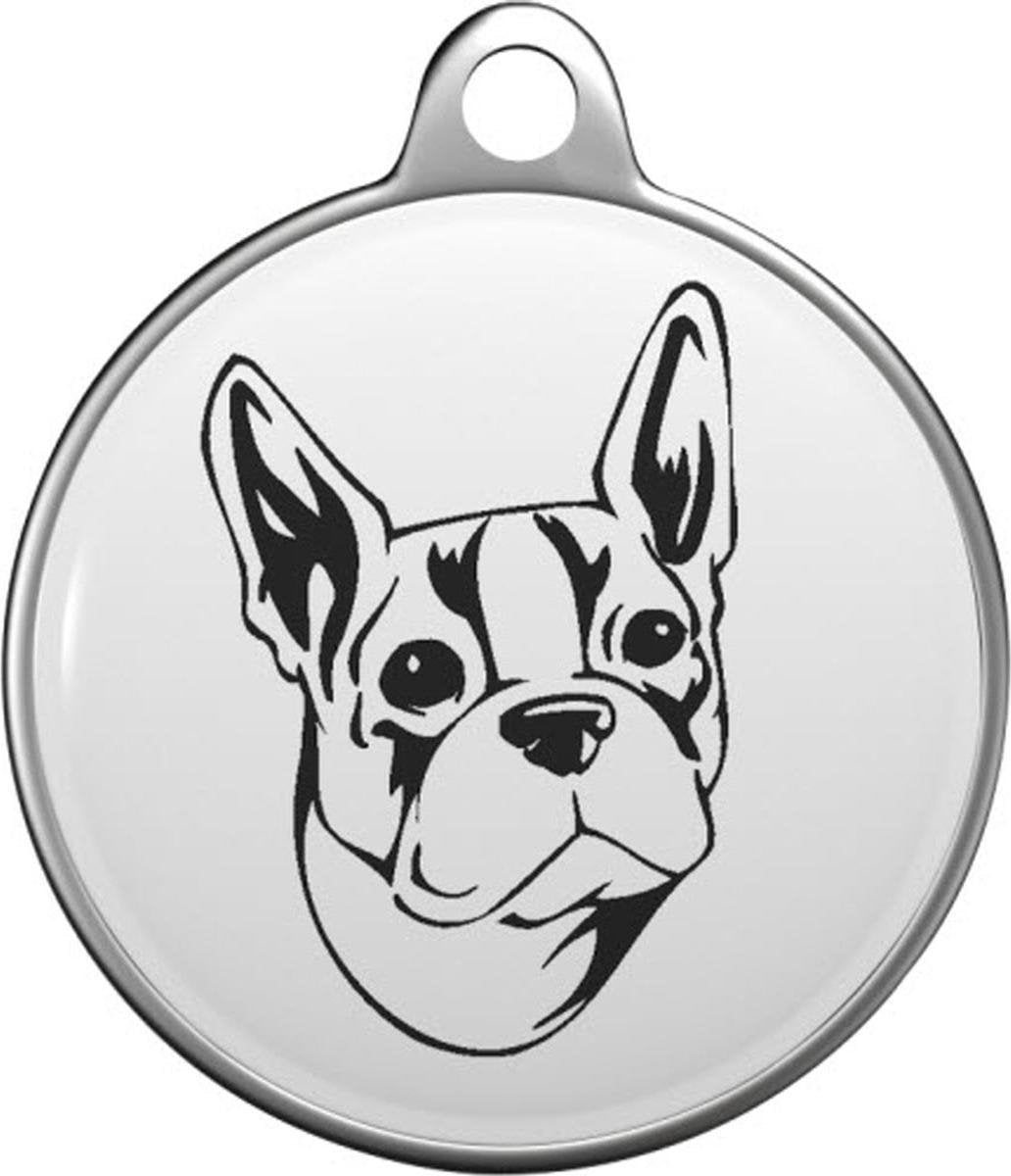 Bostonterriër Tommy Tag B042