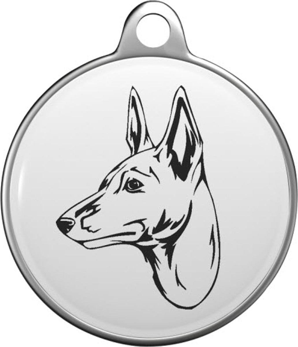 Basenji Tommy Tag B003
