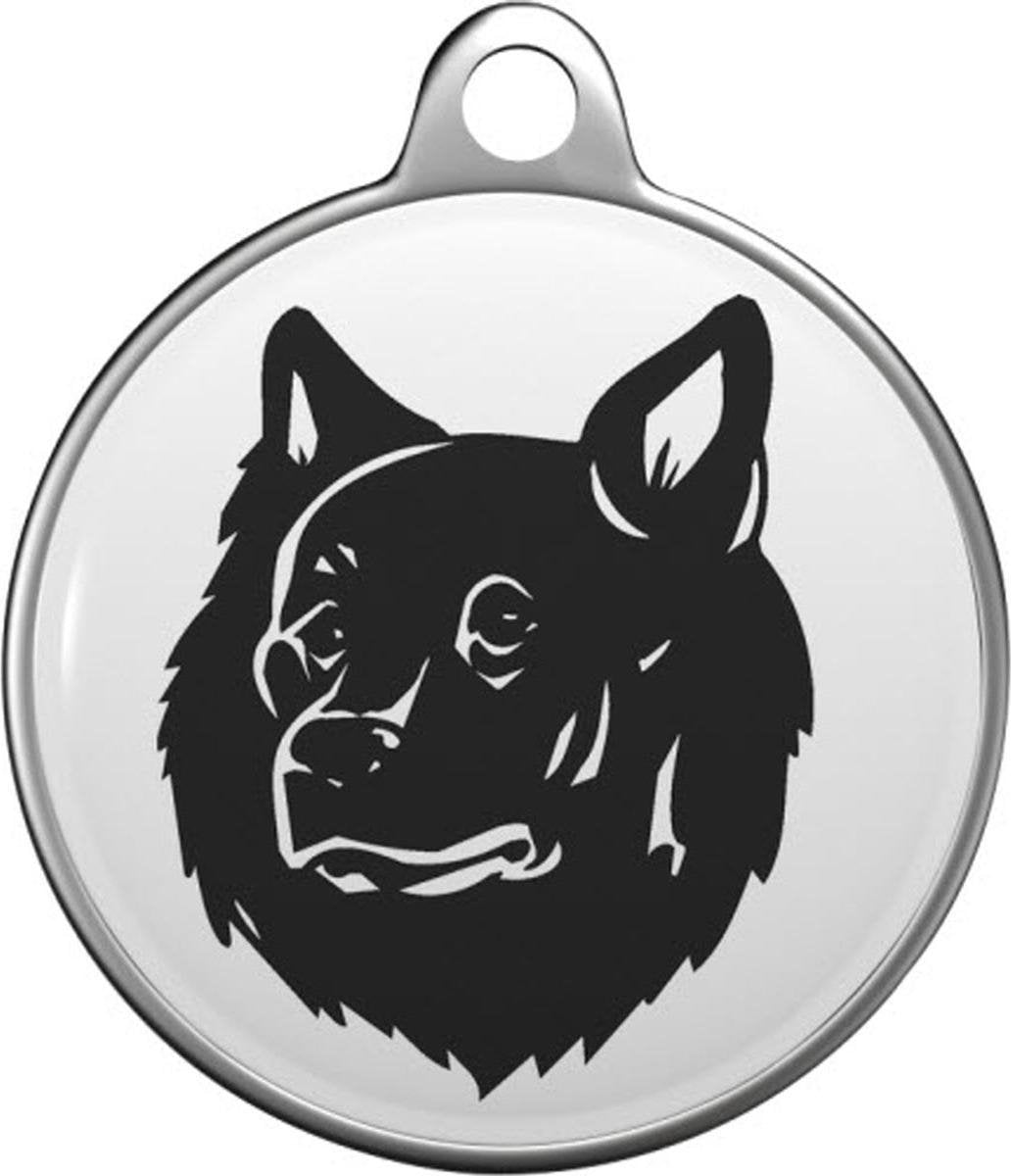 Zweedse lappenhond Tommy Tag S051