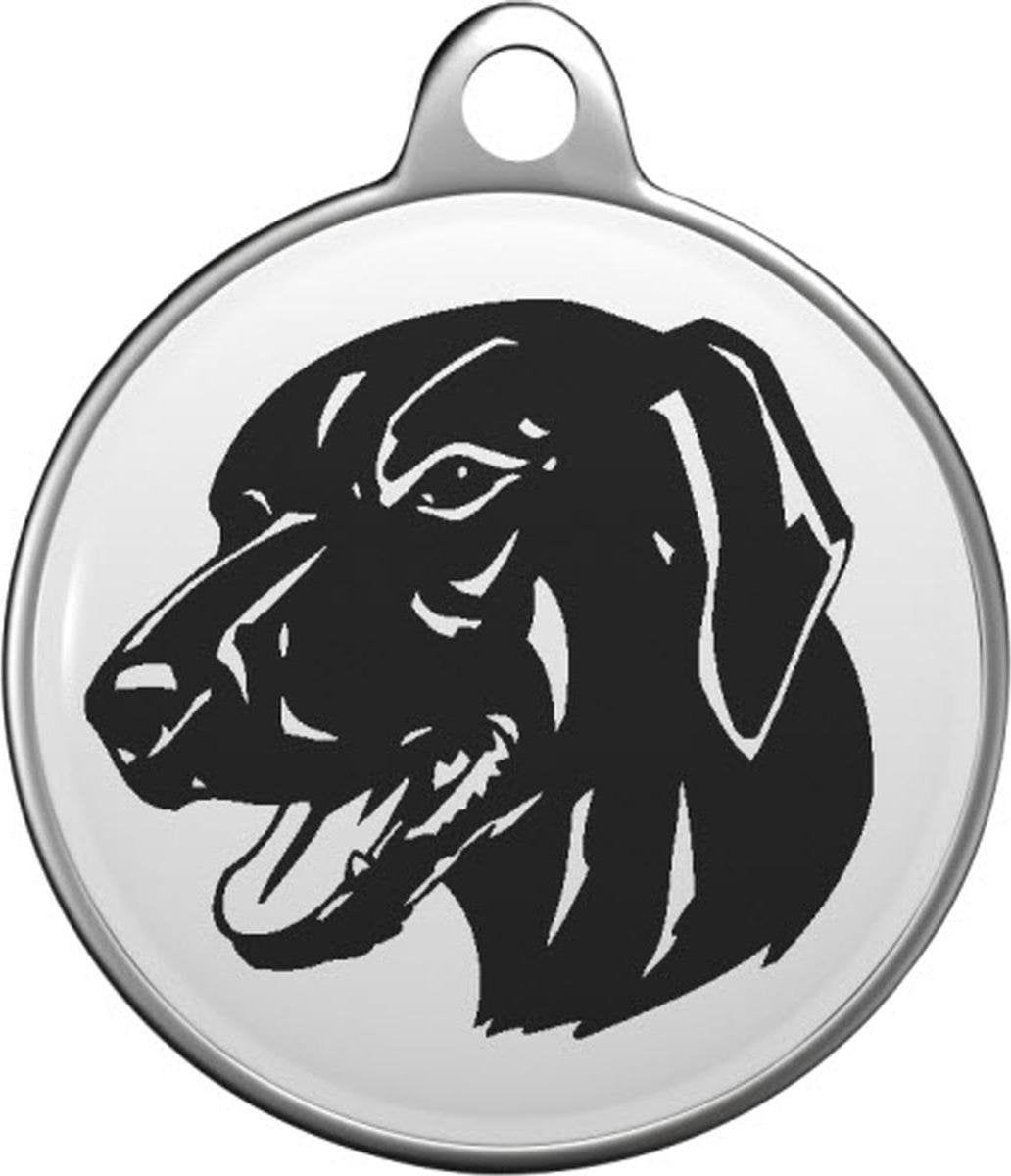 Cão de Castro Laboreiro Tommy Tag C006