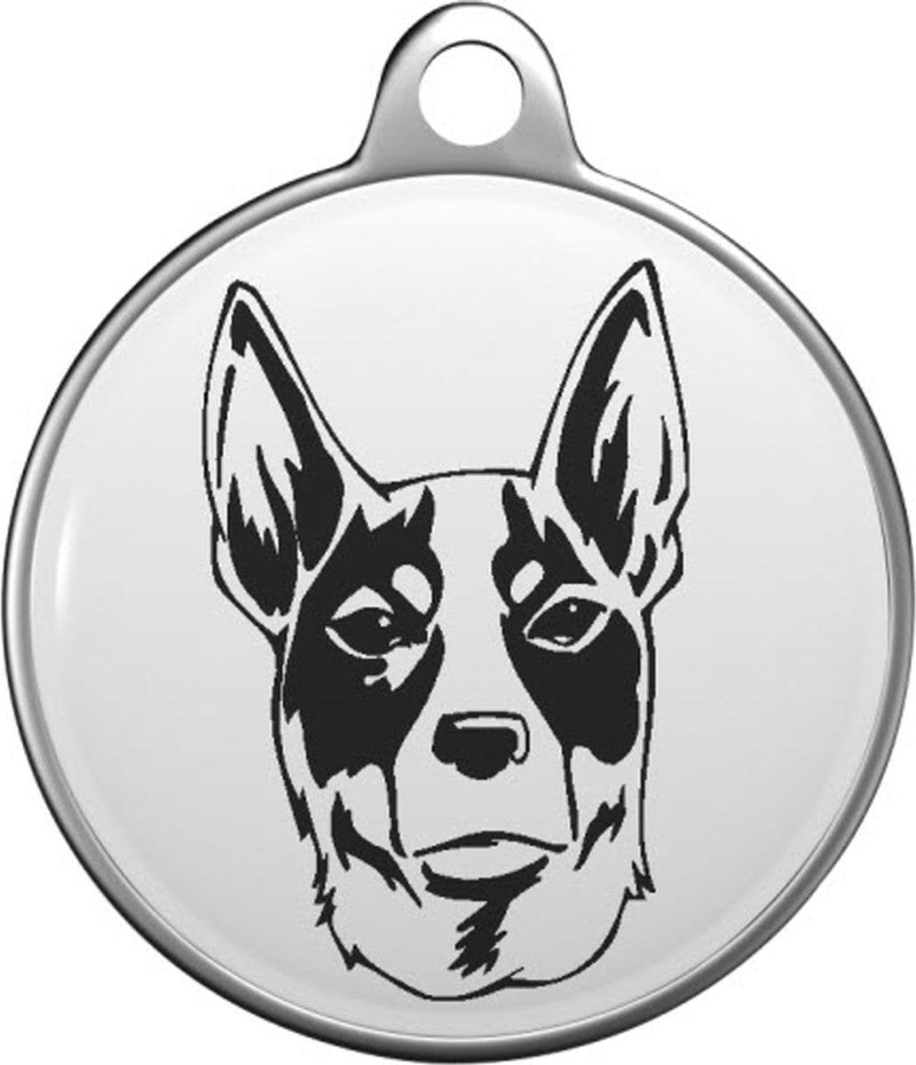 Chilean Fox Terrier Tommy Tag C020