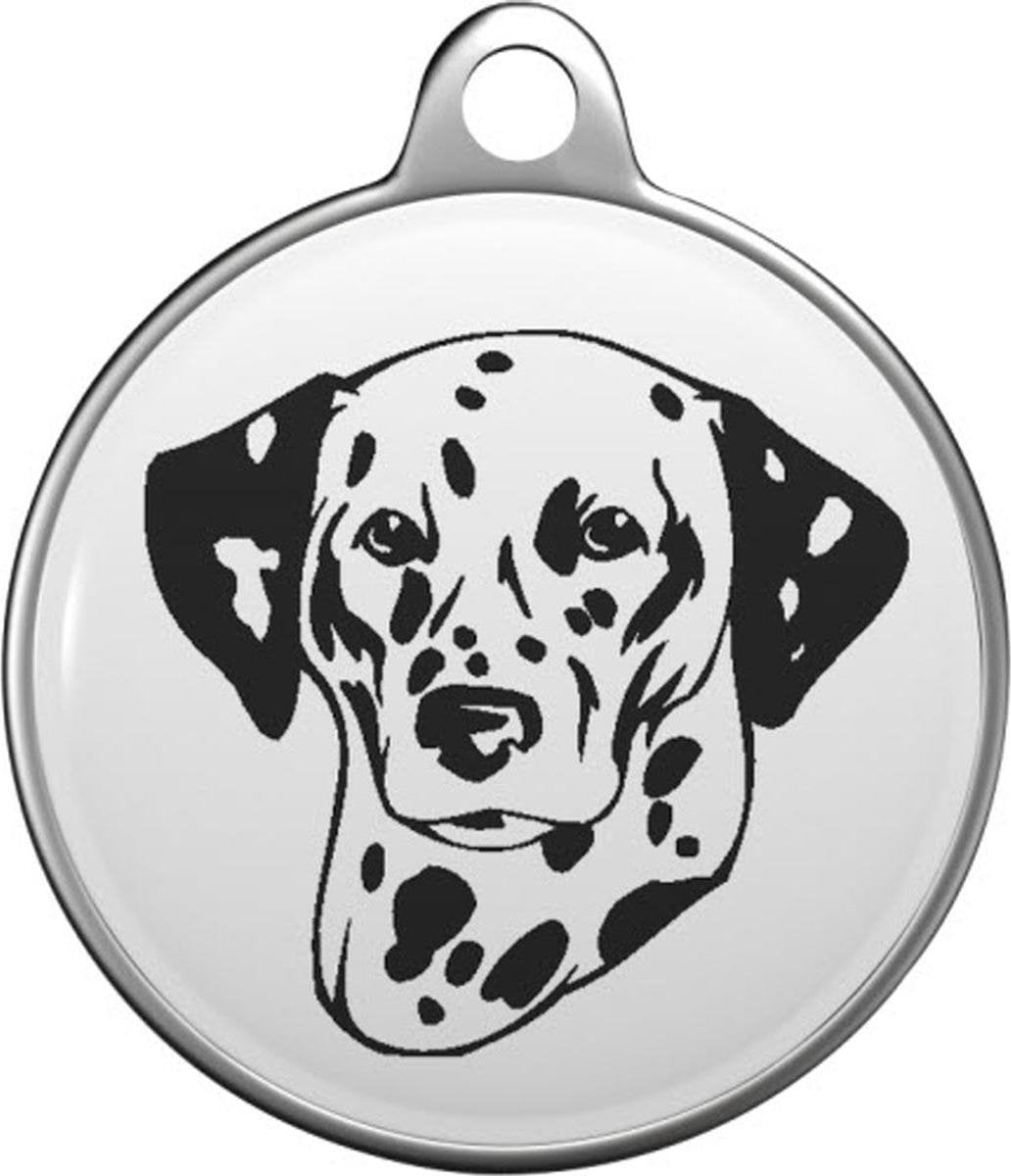 Dalmatiër Tommy Tag D003