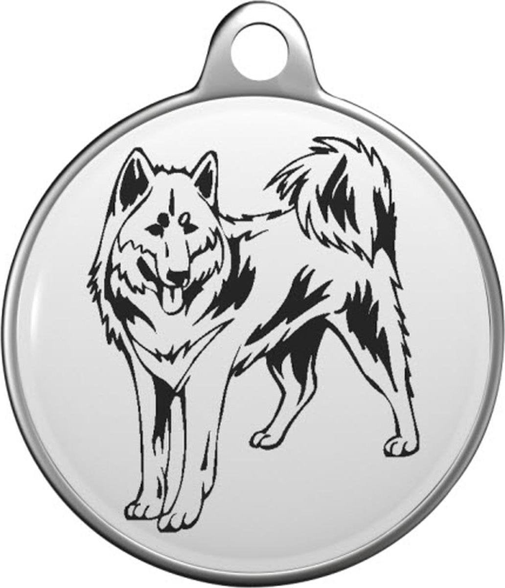 Canadese Eskimohond Tommy Tag C003