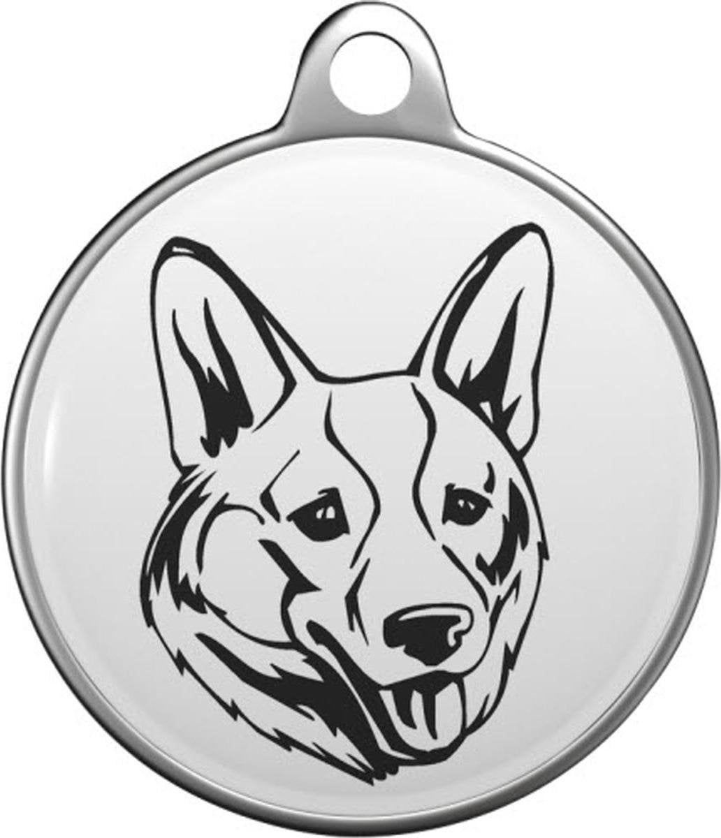 Welsh Corgi