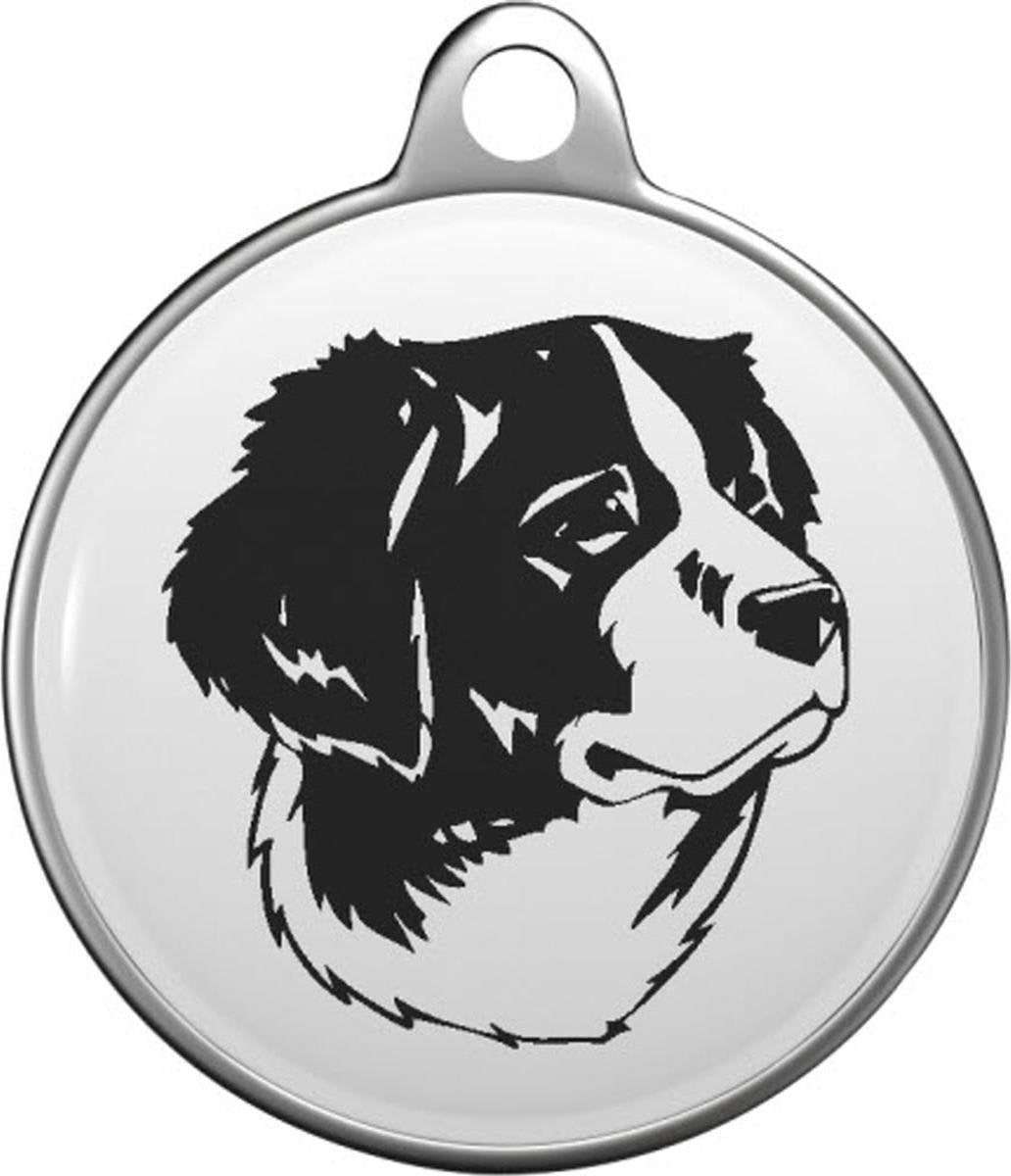 Drentse Patrijshond Tommy Tag D010