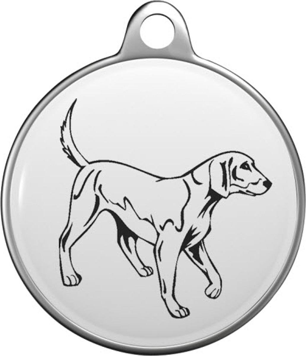 American foxhound Tommy Tag A015