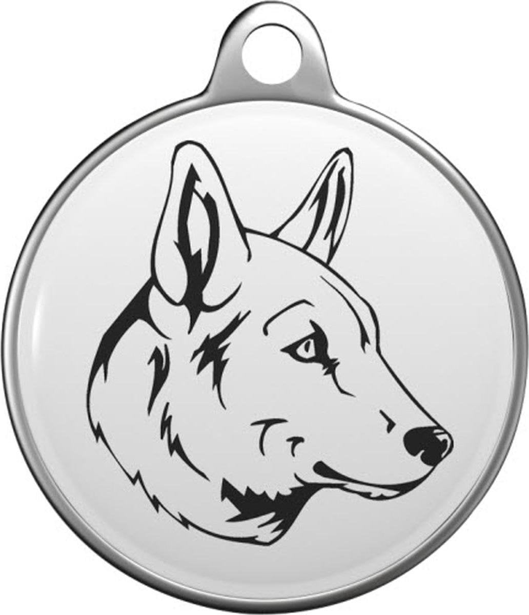 Seppala Siberian Sleddog Tommy Tag S019