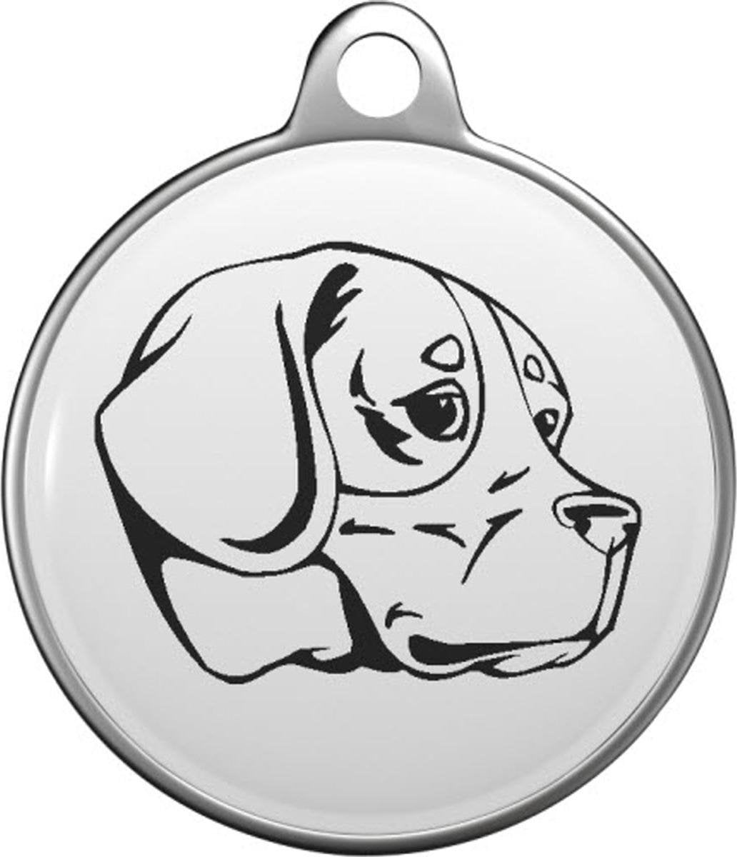 Beagle-Harrier Tommy Tag B013