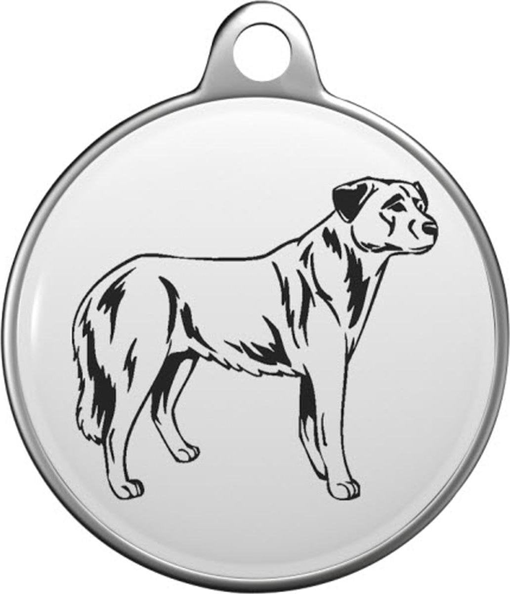 Anatolische herder Tommy Tag A021