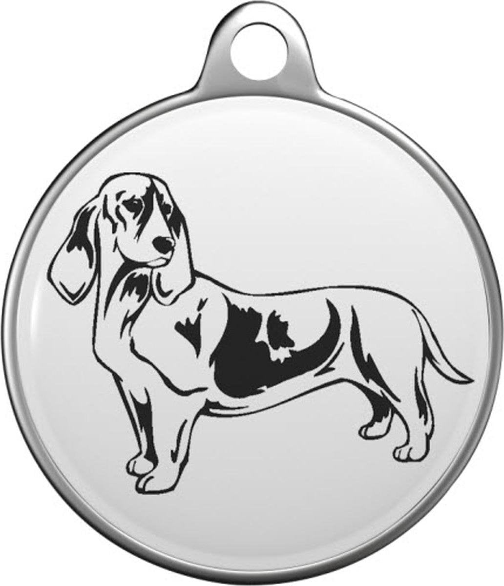 Basset artésien norm Tommy Tag B005