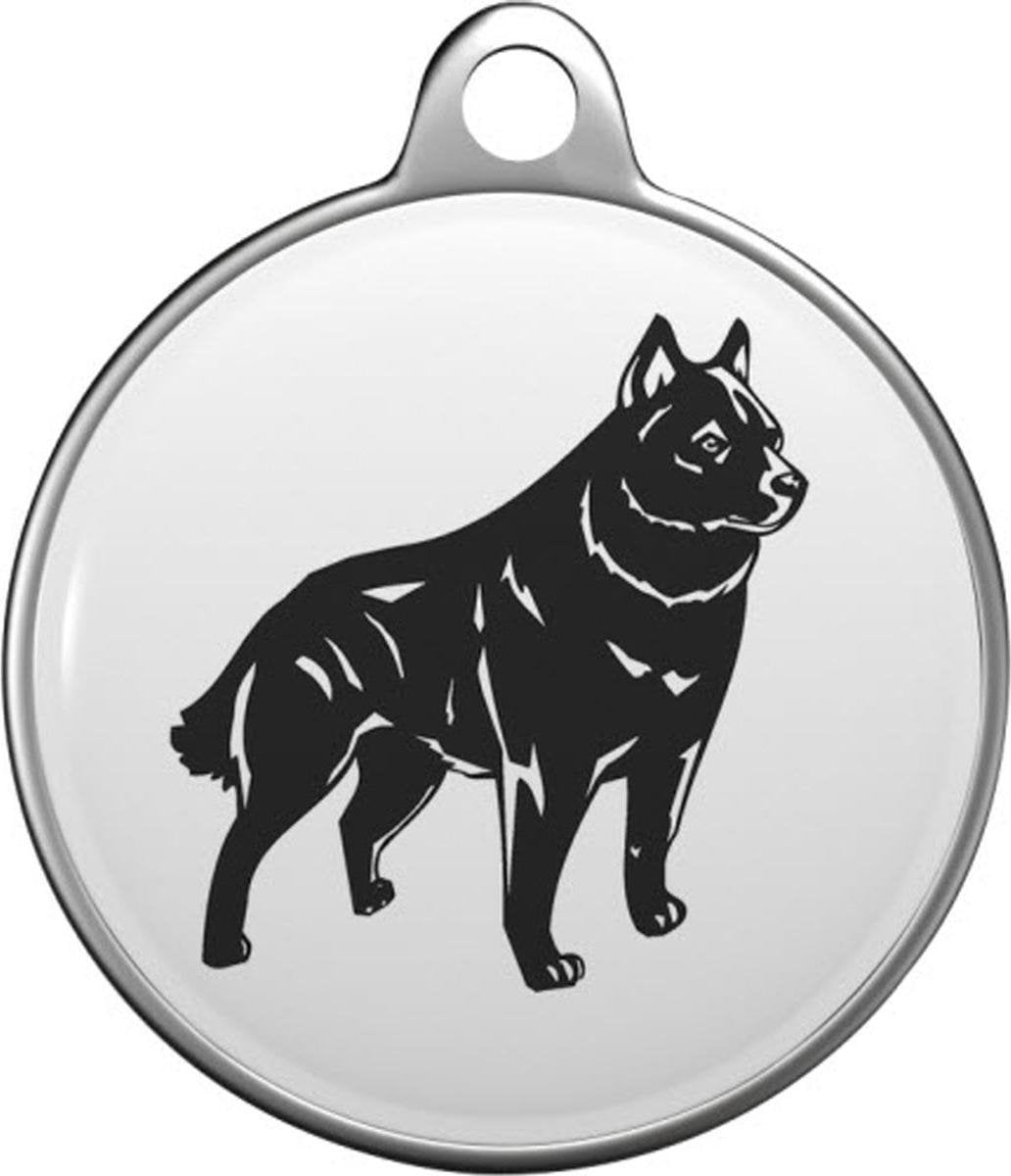 Schipperke Tommy Tag S011