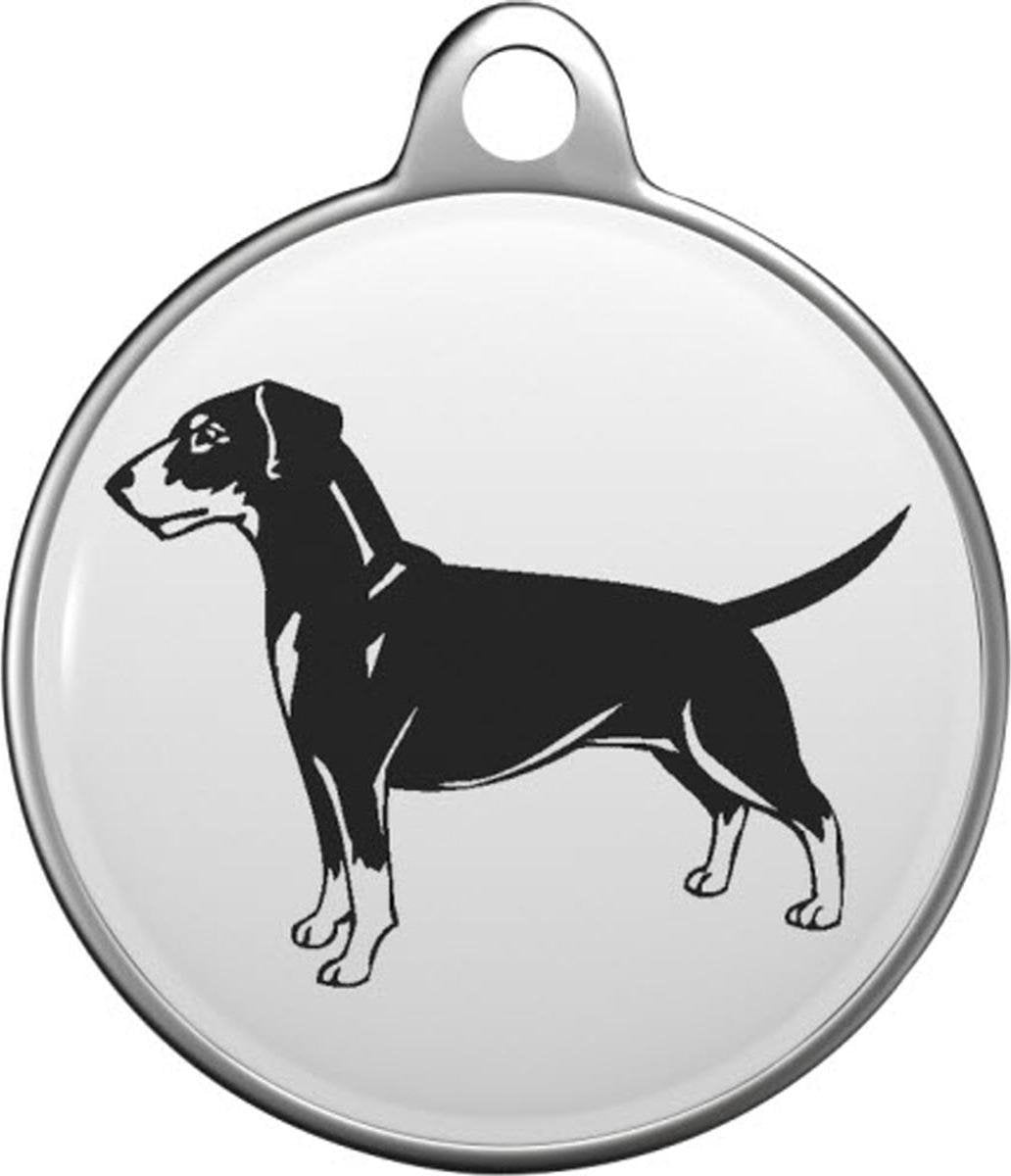 Duitse pinscher Tommy Tag G005