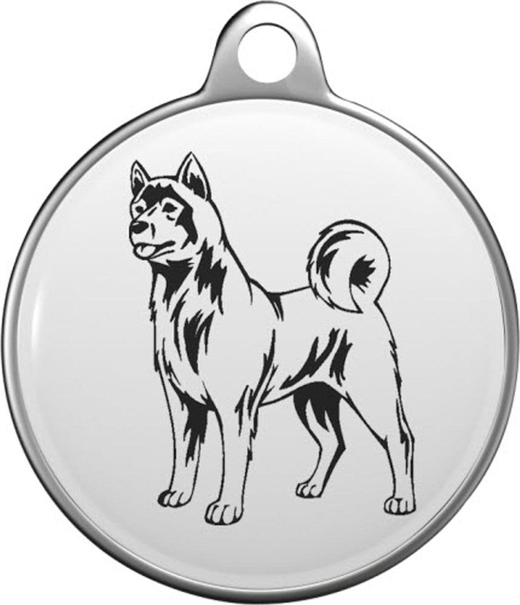 American Akita  Tommy Tag  A011