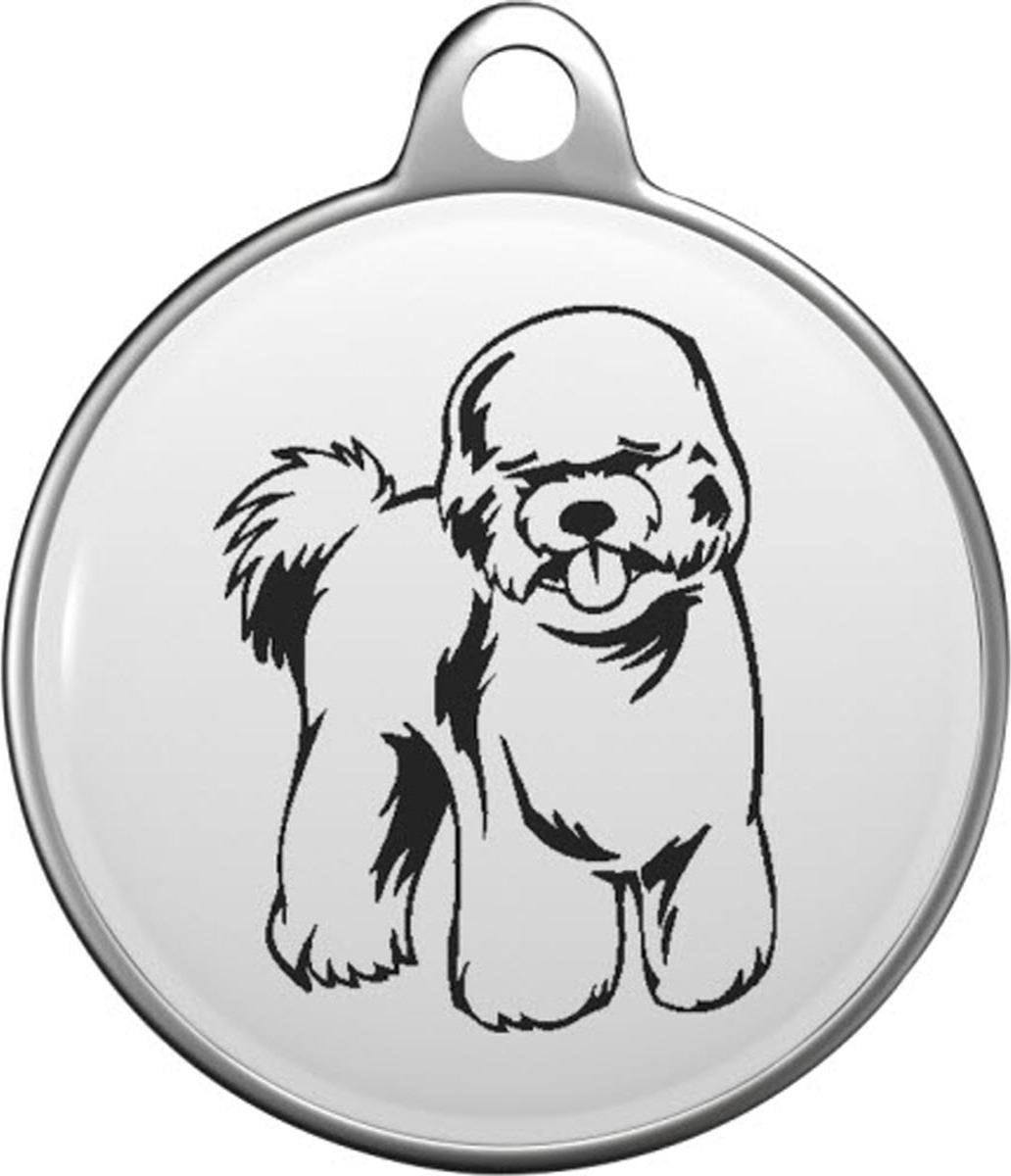 Bichon frisé Tommy Tag B026