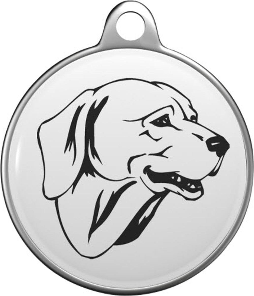 Westphalian Dachsbracke Tommy Tag W009
