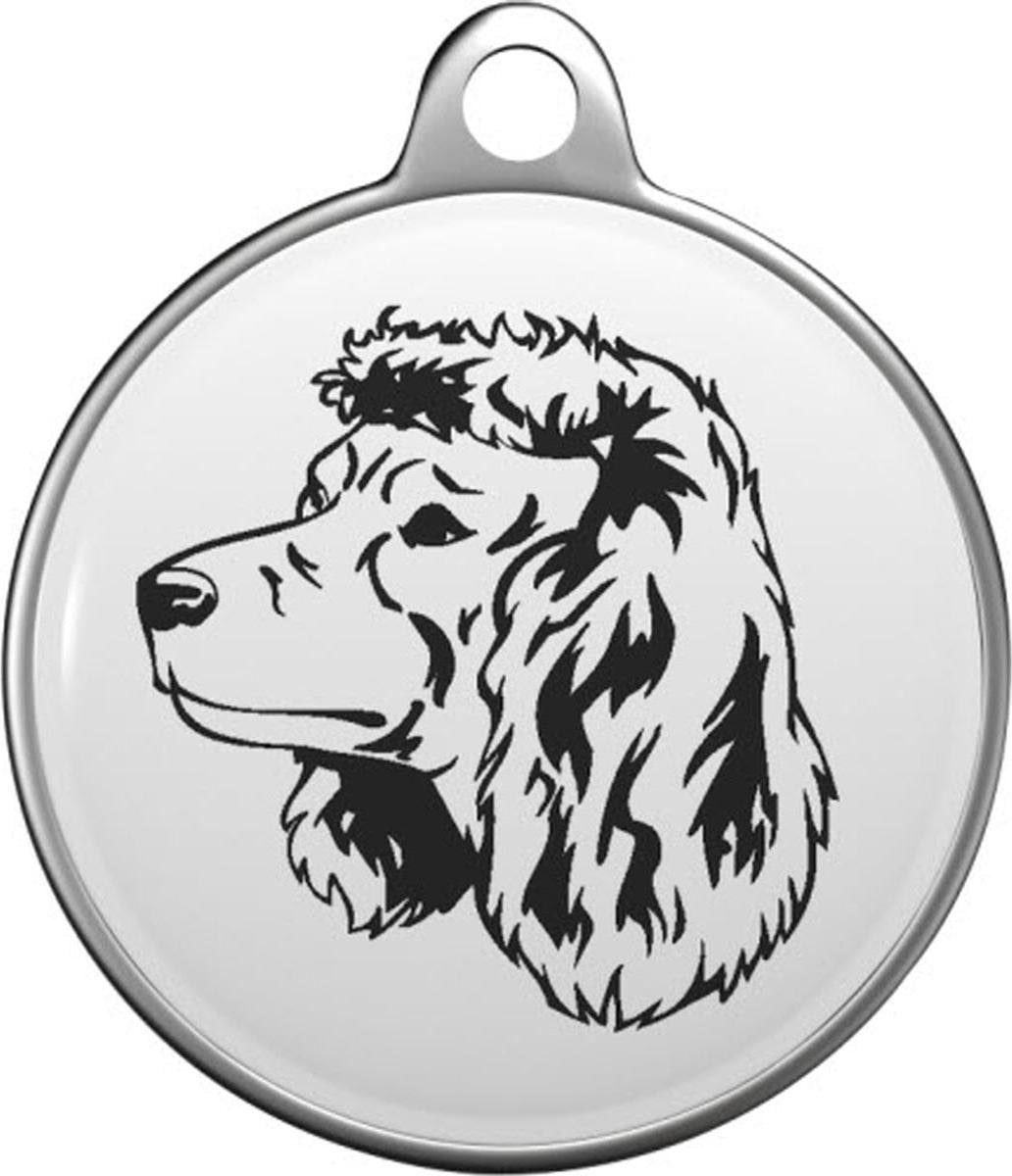 Amerikaanse Water Spaniel  Tommy Tag A020