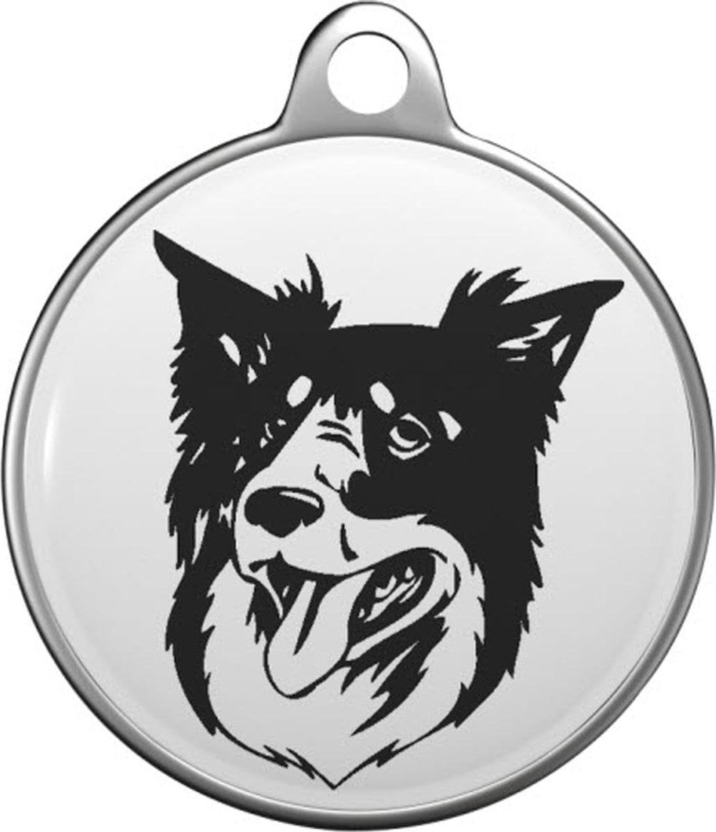 Bordercollie Tommy Tag B038