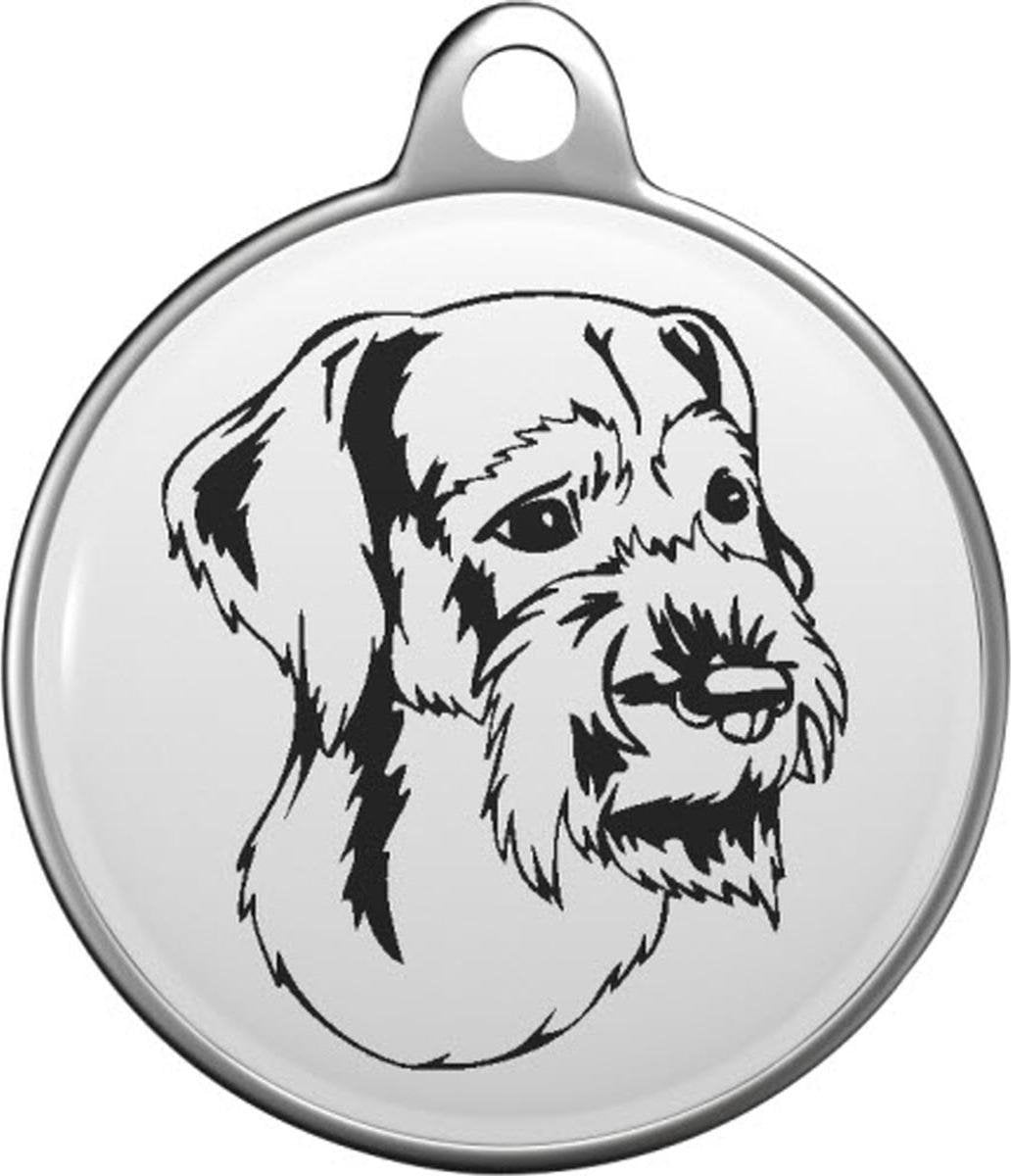 Duitse staande hond draadhaar Tommy Tag G011