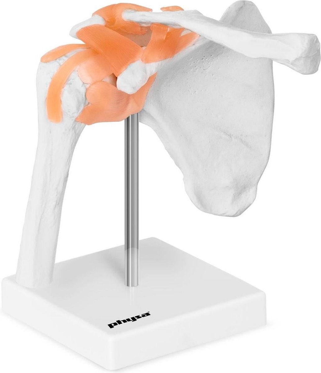 Physa Anatomisch model schouder PHY-SJ-1