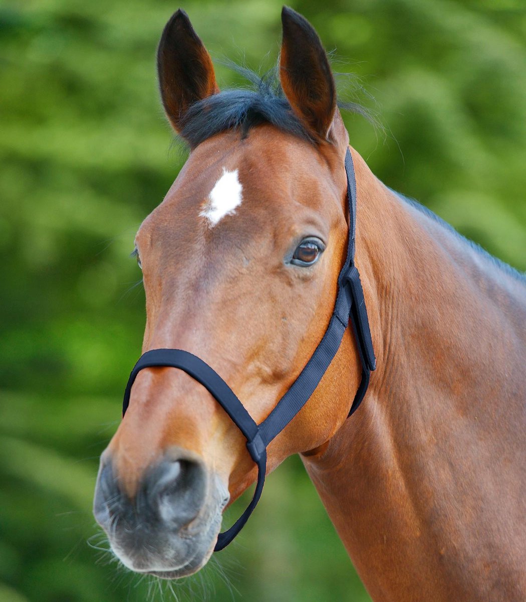 Weide Halster Maat Pony