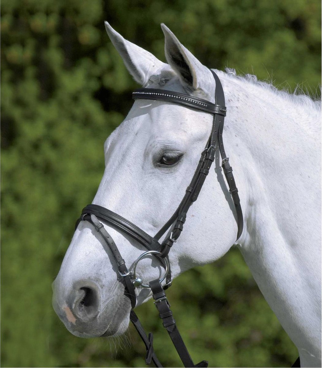 Star Hoofdstel Star Zwart - Rijbenodigdheden - Cob