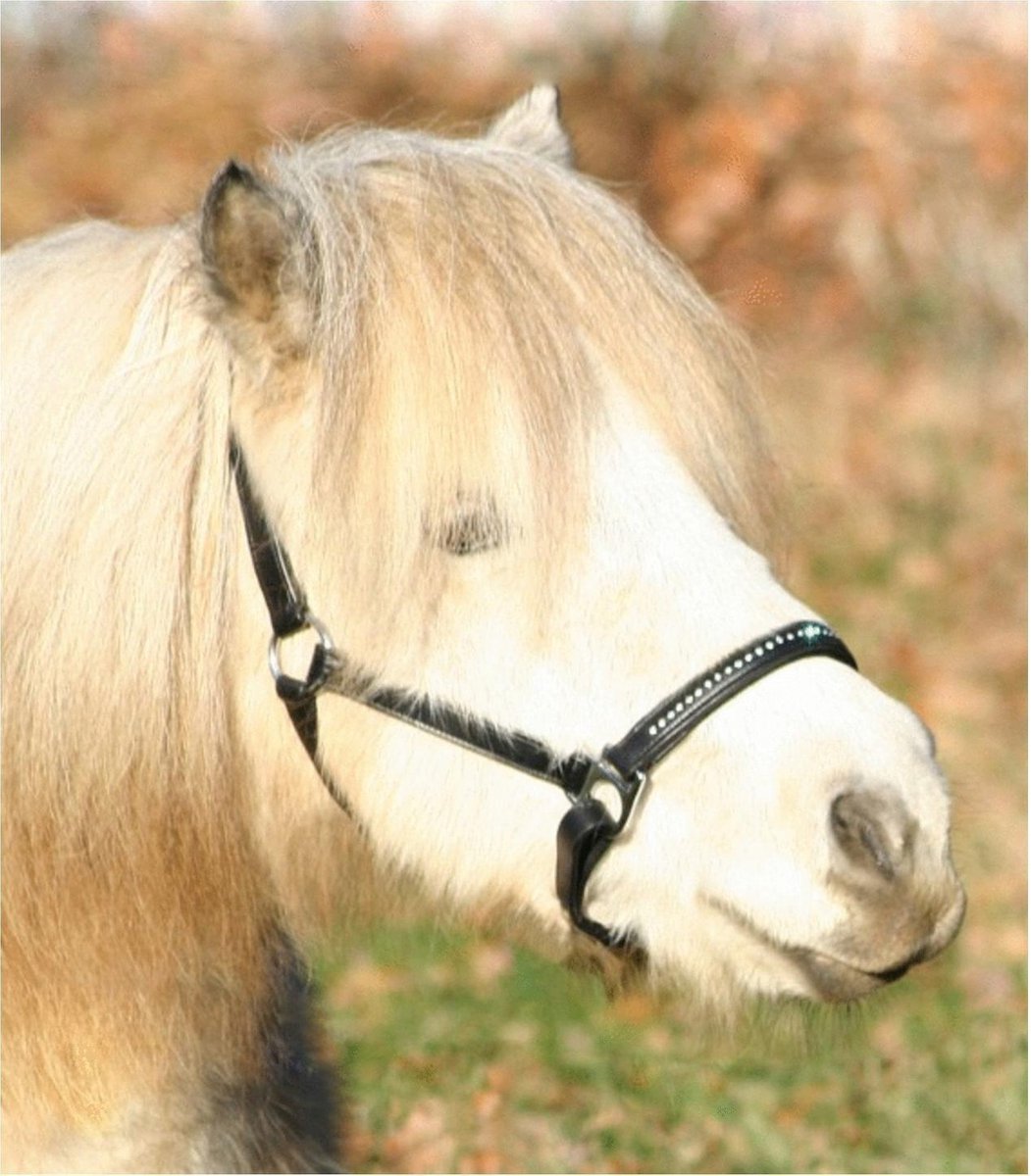 Waldhausen Lerenhalster Diamond Zwart - Paardenhalster - Cob