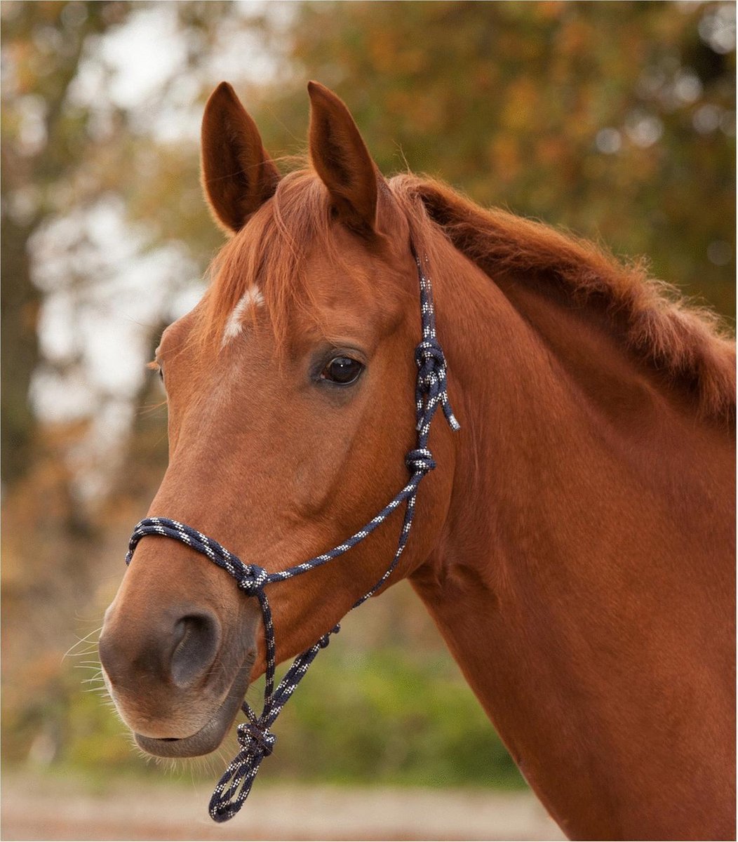 Waldhausen Knoophalster - Zwart/Wit - Paardenhalster - Cob