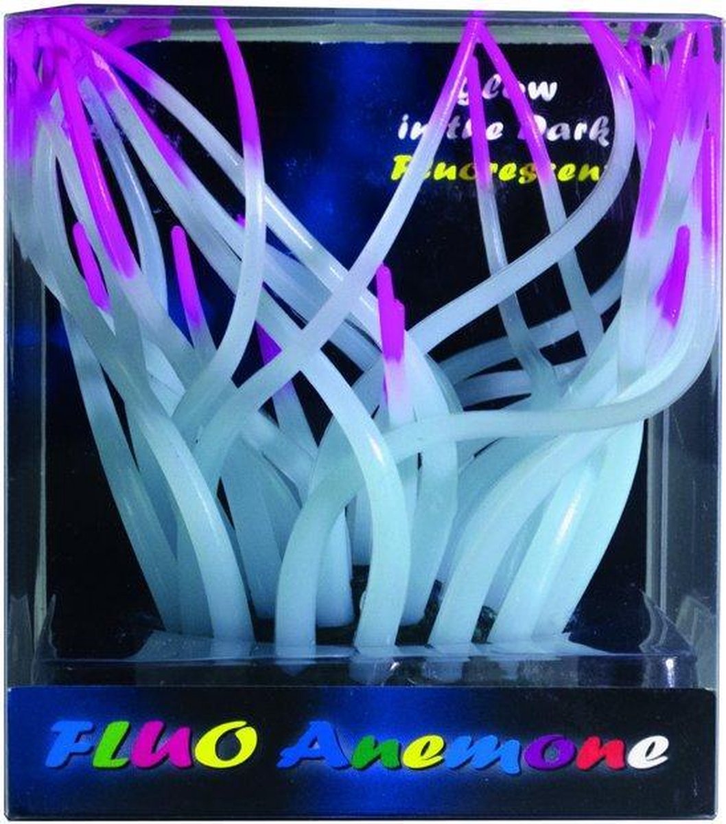 SF fluo anemone rose