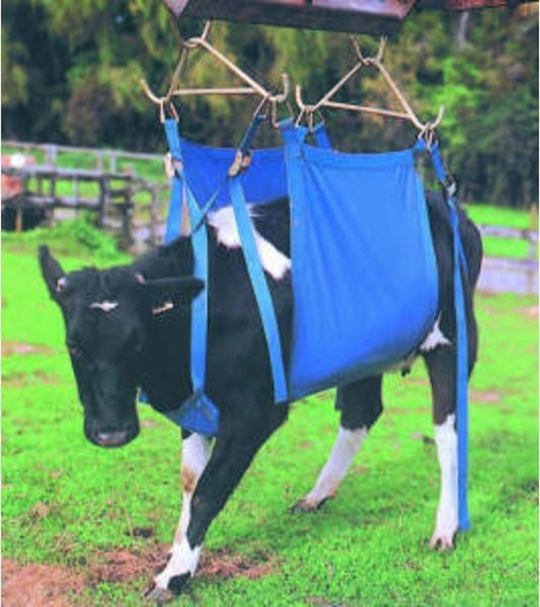 Koelift -Daisy Lifter- compleet
