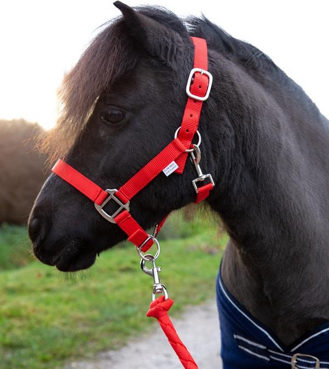 G-Horse | Halsterset met touw | Cob | Rood
