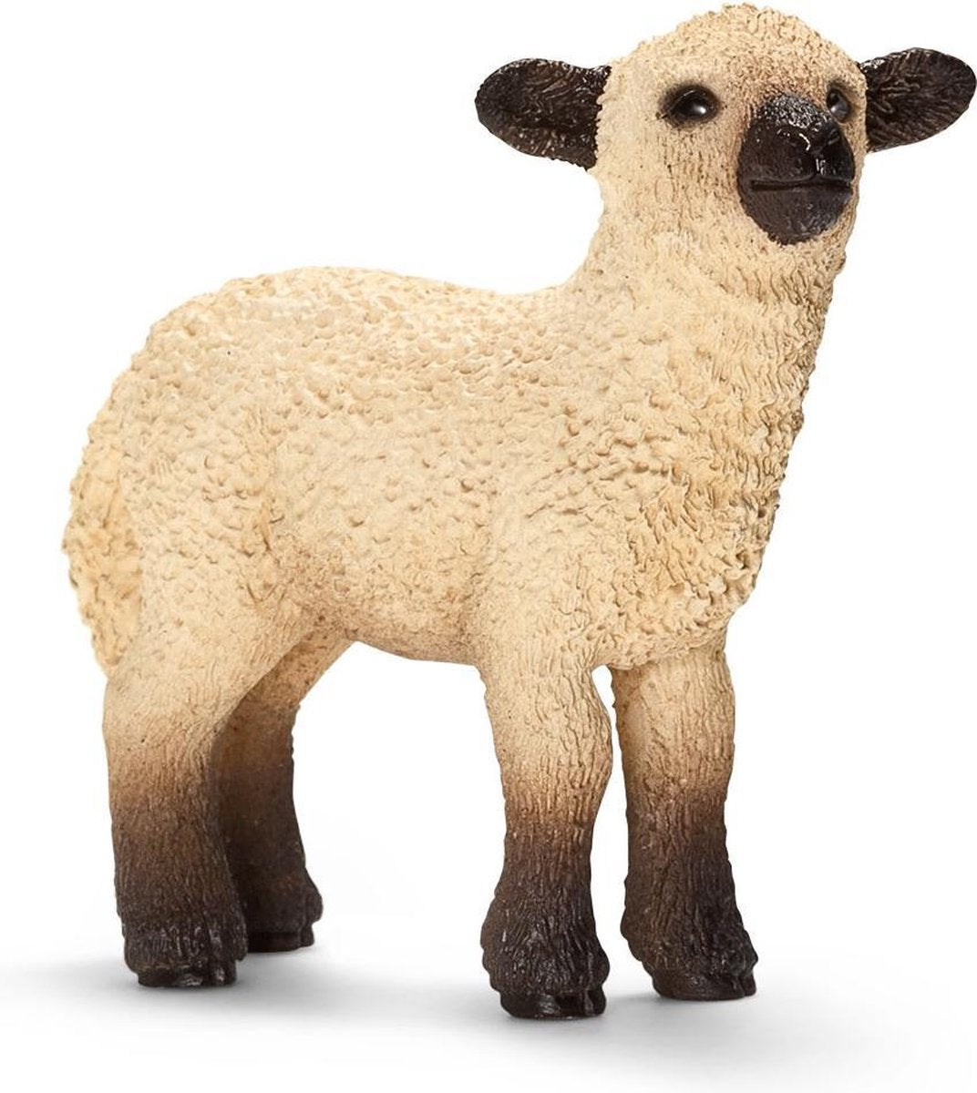 Shropshire Lam