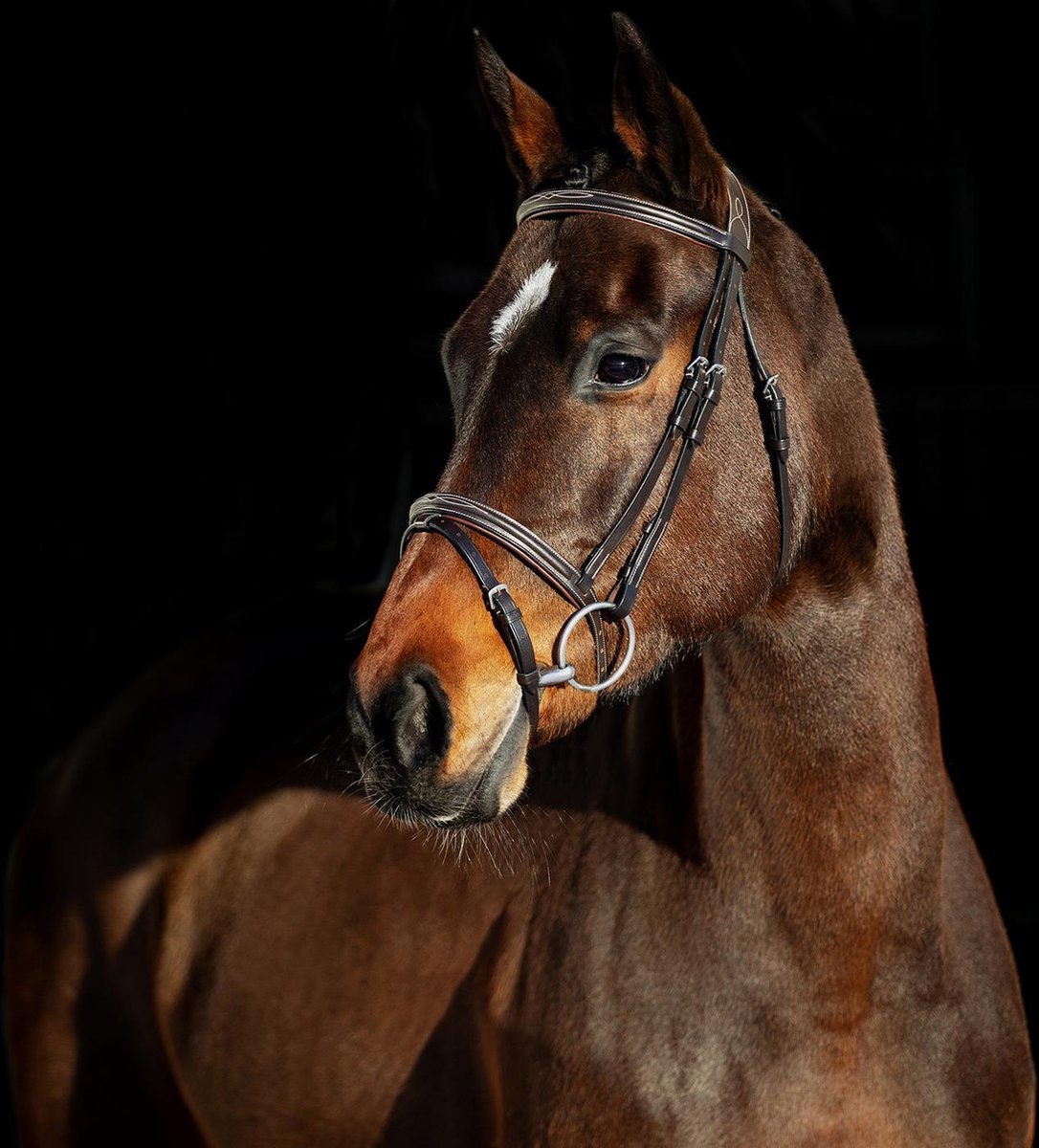 Horze hoofdstel Sparta - cob - donkerbruin