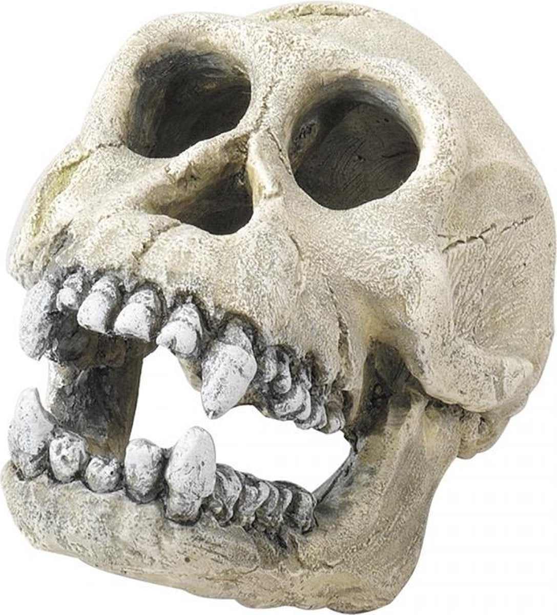 Auqa Della Chimpanzee 16CM