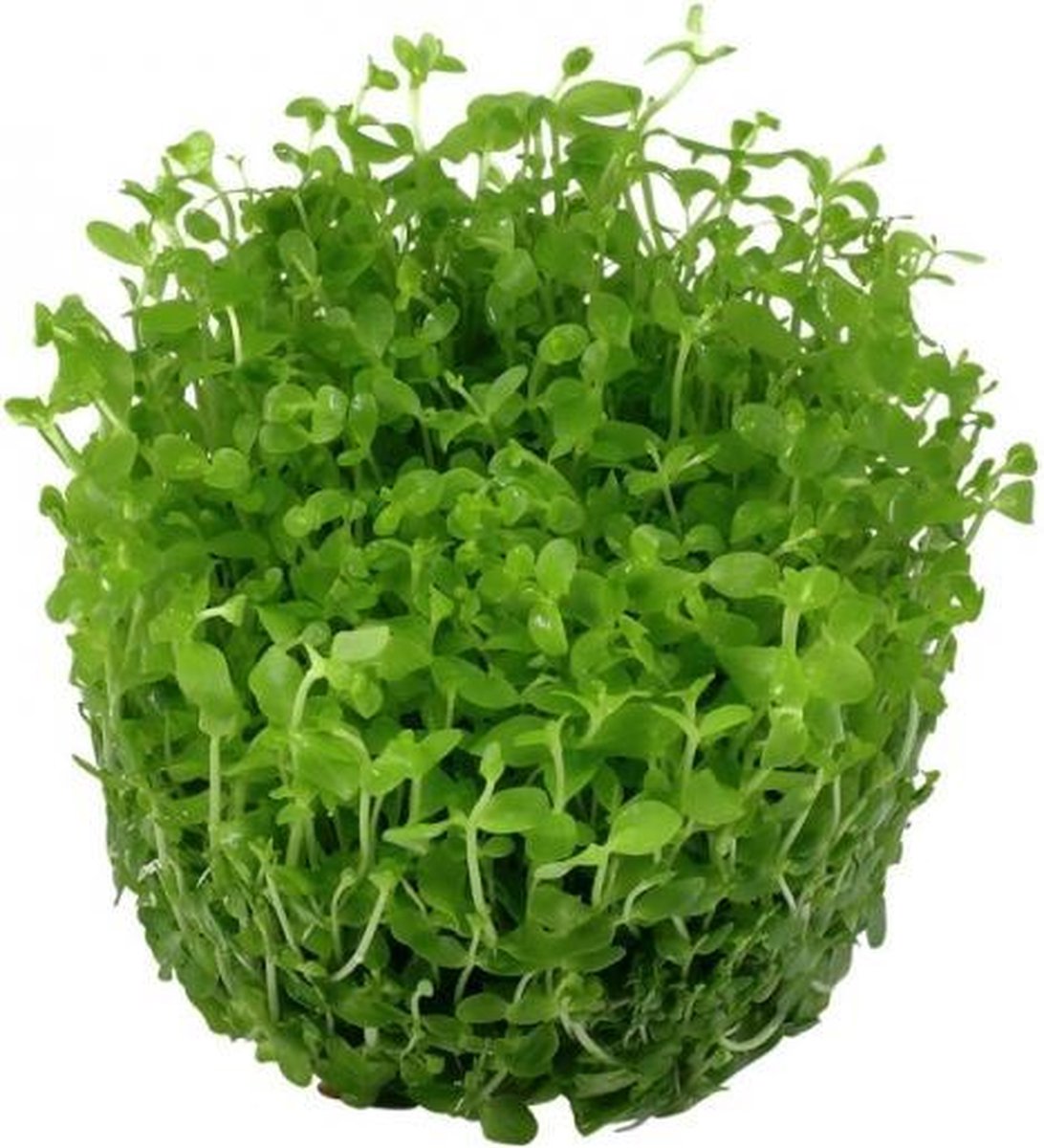 Micranthemum Monte Carlo (3 x in vitro cup 100cc)