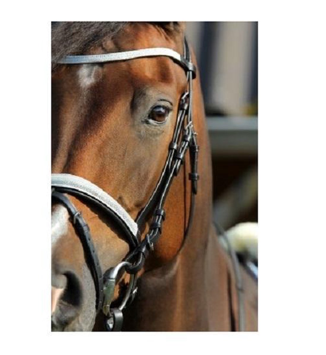 Chique hoofdstel Jamie maat cob zwart
