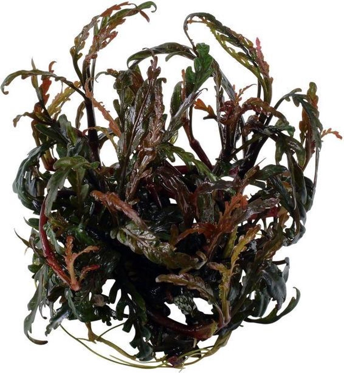 Hygrophila pinnatifida (3x in vitro cup 100cc)