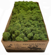 MosBiz Rendiermos midden groen per 500 gram voor decoraties