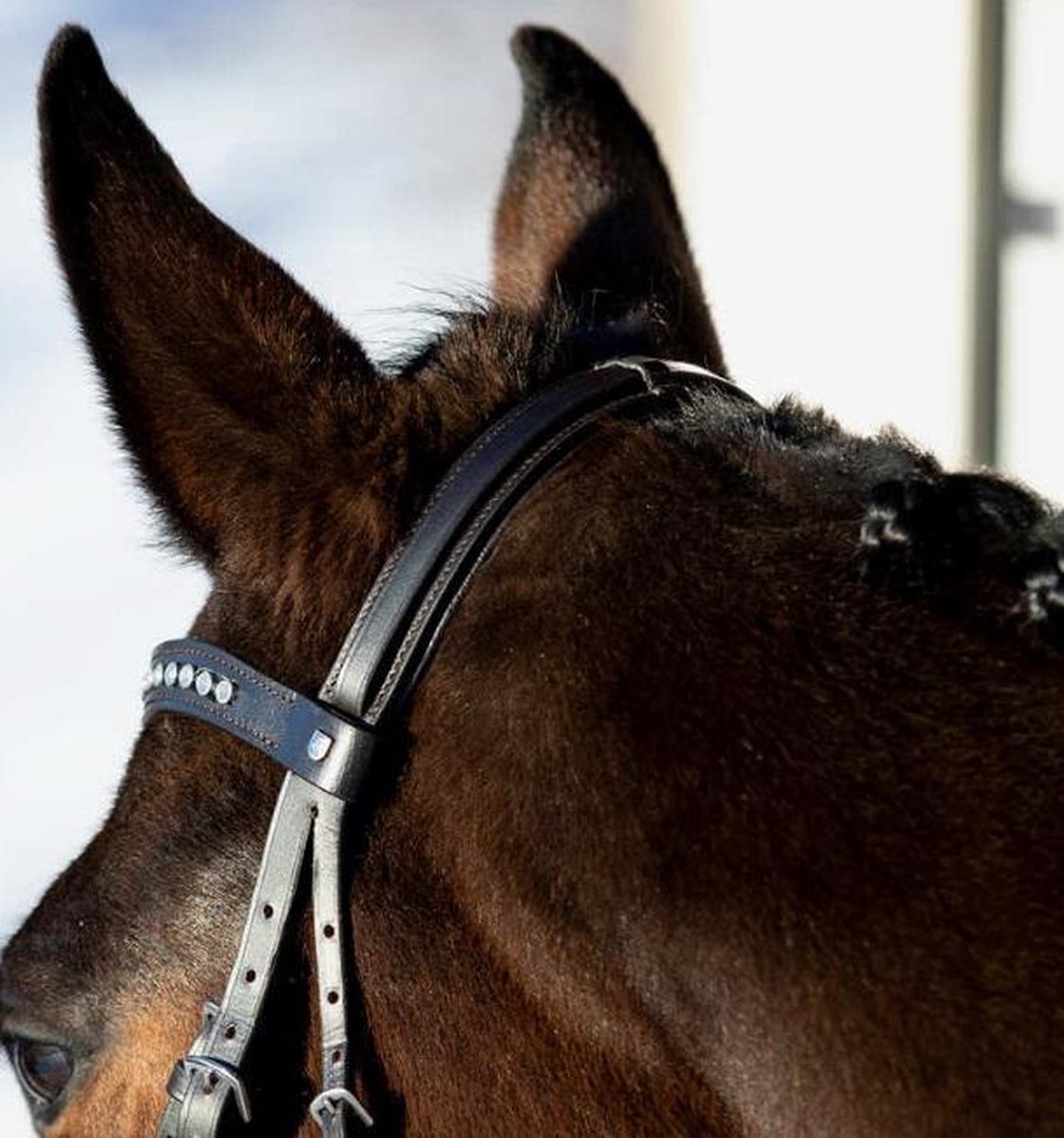 Horze hoofdstel Bergen Remont - pony - donkerbruin