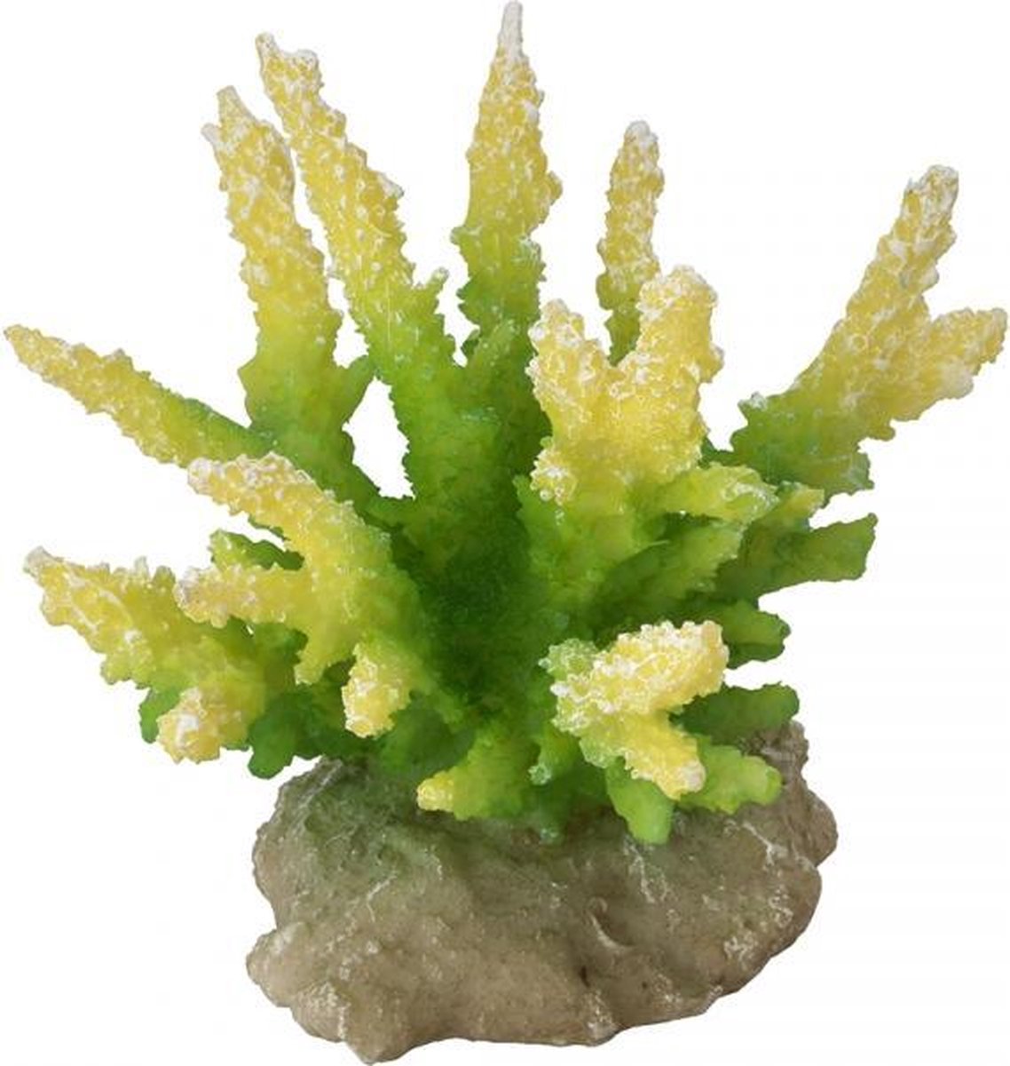 Auqa Della Coraal hydnopora Limoengroen 9
